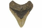 Serrated, Fossil Megalodon Tooth - North Carolina #219368-1